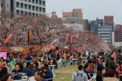 02-Sakura festival in Maizura Park